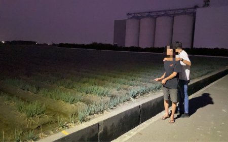 把蔥田當提款機！19次摸黑狂割1000公斤變現　彰化男下場曝