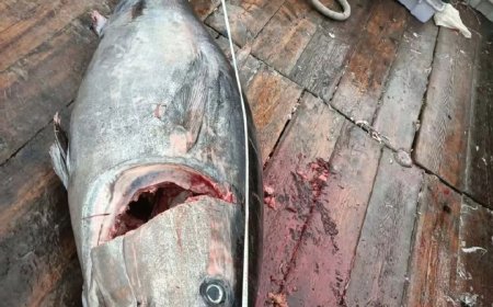奉化渔民捕获巨无霸金枪鱼 当地多年罕见 价值超10万