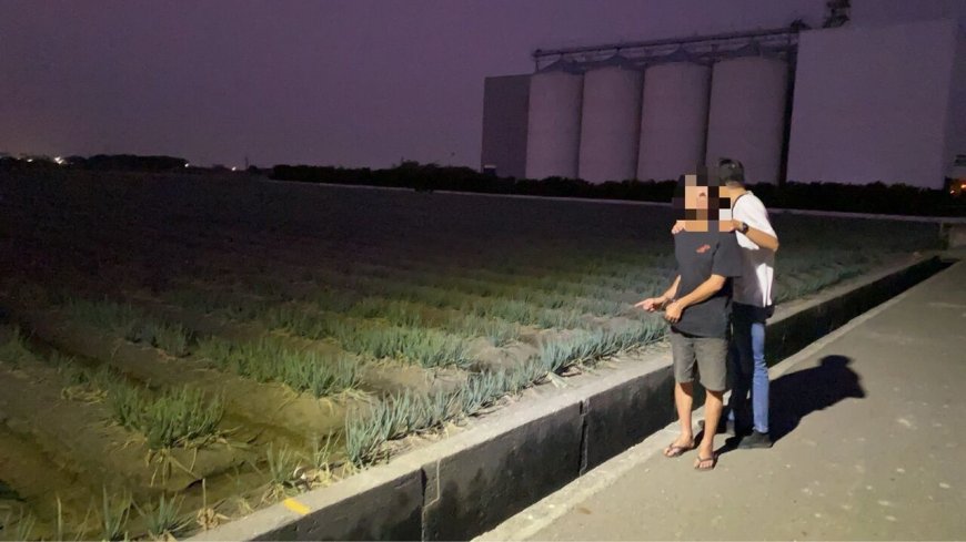 把蔥田當提款機！19次摸黑狂割1000公斤變現　彰化男下場曝