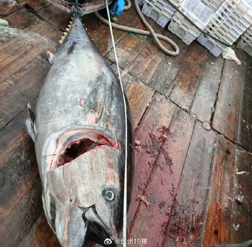 奉化渔民捕获巨无霸金枪鱼 当地多年罕见 价值超10万