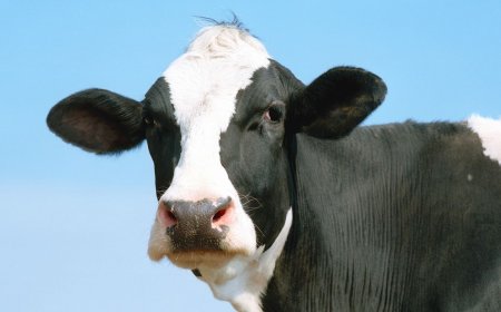 Diablo 4: Lord of Hatred players seem close to finding the secret cow level and the final clue might be on a newly discovered cow island