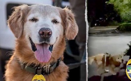 Police dog follows his nose to find missing autistic teen screaming for help