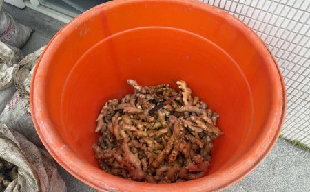 2500斤被挖光！花蓮警攻堅逮2「生薑大盜」　還查獲喪屍煙彈